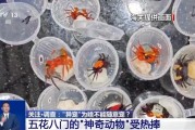 景德镇@铲屎官们 养“异宠”或危害国家安全 这些行为违法了