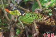 景德镇云南南滚河保护区首次发现红唇棘蜥