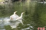 景德镇吉林：罕见白鸬鹚连续两年“故地重游”